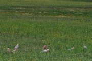 0225_hsrca_return_goulburn_riccardo_benvenuti-26