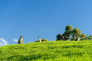 0625_campbell_armstrong-rider_hsrca_sydney_classic-77