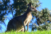 0625_riccardo_benvenuti_hsrca_sydney_classic-88